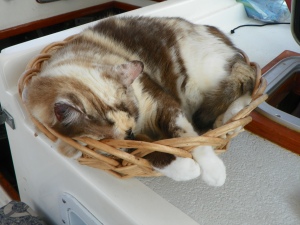 Prissy works hard at sailing!